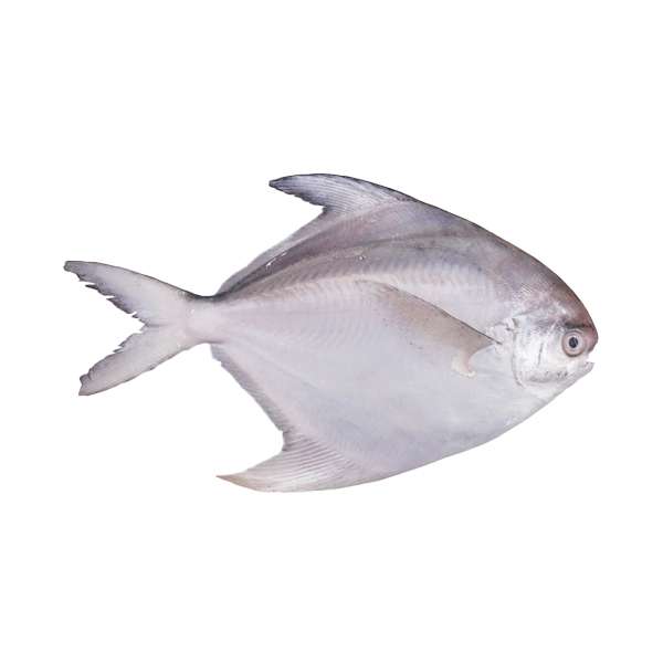 White Pomfret Whole - Ikan Bawal Putih - Indoseas