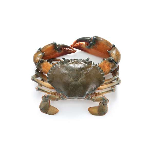 Indoseas, a leading exporter of premium seafood, provides live Mud Crab or Kepiting Bakau