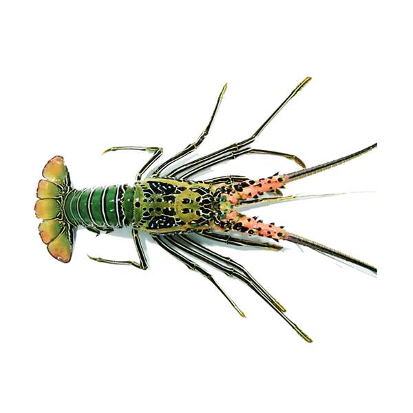 Bamboo Lobster / Spiny Lobster / Lobster Bambu - Indoseas