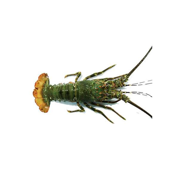 Indoseas, a leading exporter of premium seafood, provides live Sand Lobster or Lobster Pasir.