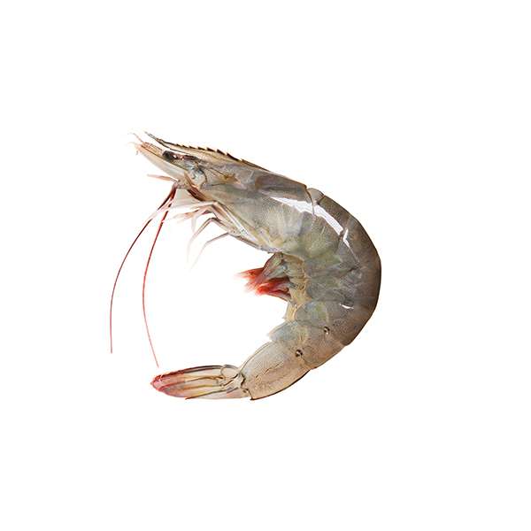 Sea White Prawns - Indoseas