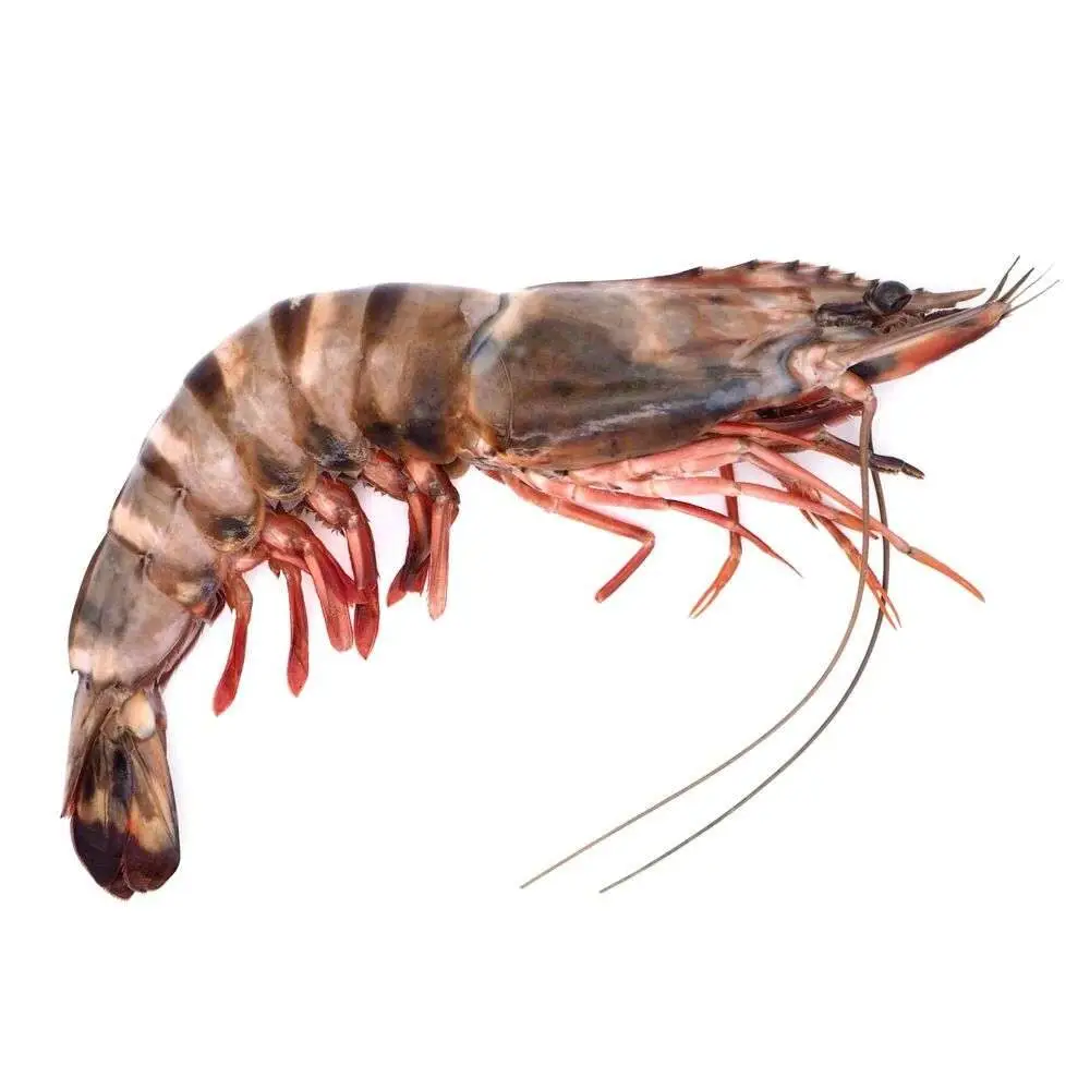 Indoseas, a leading exporter of premium seafood, provides frozen Tiger Prawns or Udang Windu / Udang Pancet