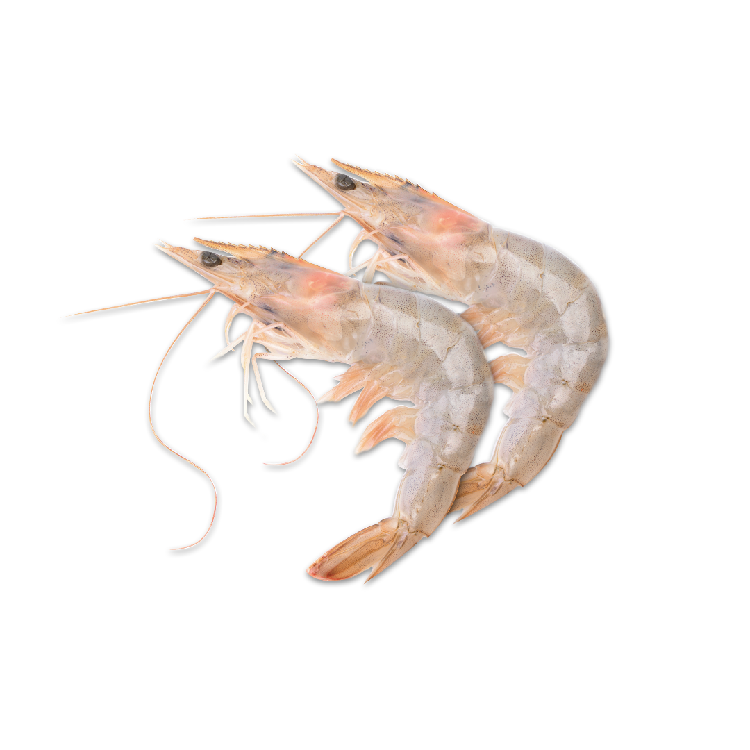 Sea White Prawns (Penaeus indicus), also commonly Udang Jerbung / Udang Kelong - Indoseas - premium seafood export