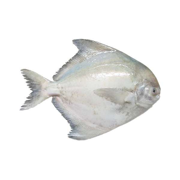 Silver Pomfret - Ikan Bawal Tambak - Indoseas